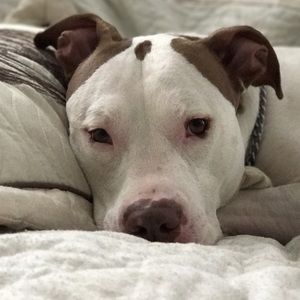 Meet your Posher, Carlo